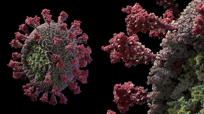 COVID-19 – Modemo 3D del Coronavirus SARS-CoV-2 a resolución atómica.
