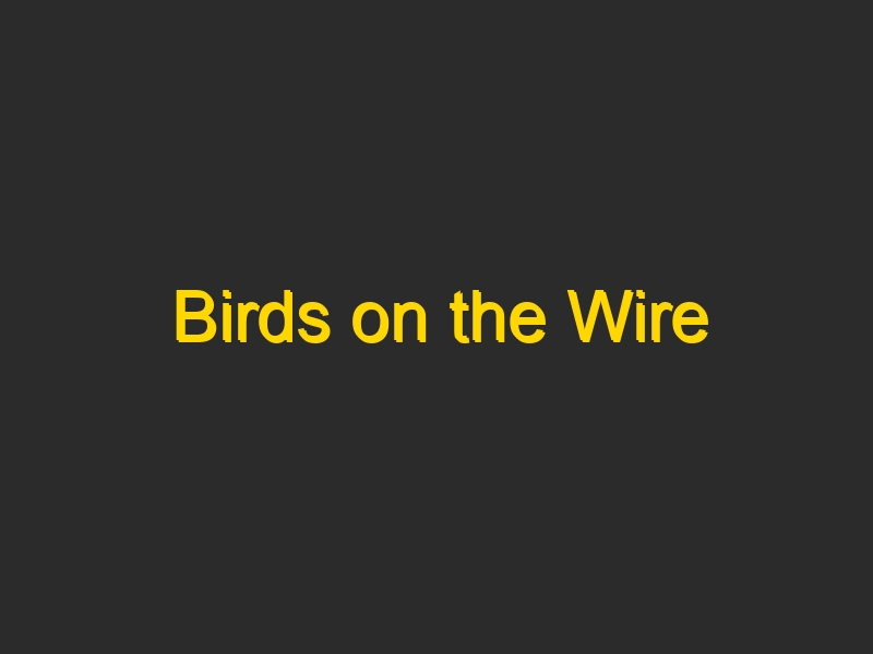 Birds on the Wire