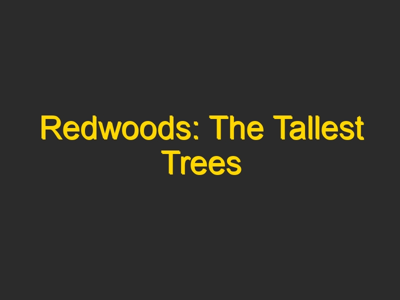 Redwoods: The Tallest Trees